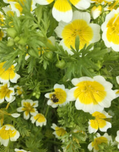 photo of Meadowfoam flower