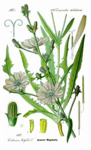botanical drawing of Chicory plant
