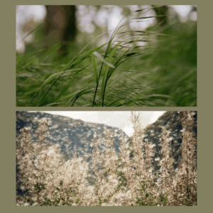 grasses blowing in wind