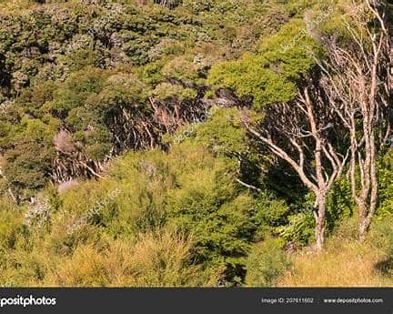 Manuka Trees in New Zealand