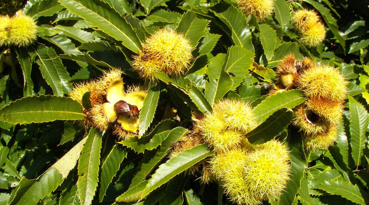 Italian Chestnut tree with blossoms