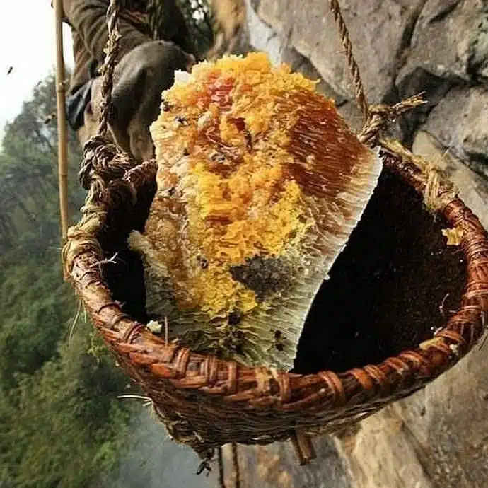 mad honey freshly harvested in a primitive basket