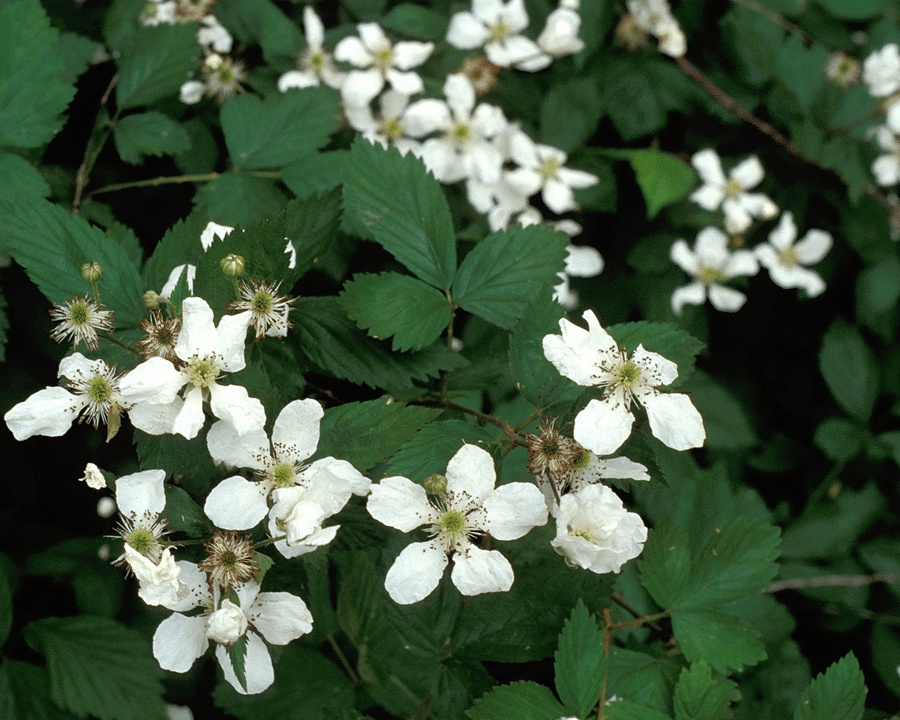 Oregon Blackberry Blossoms