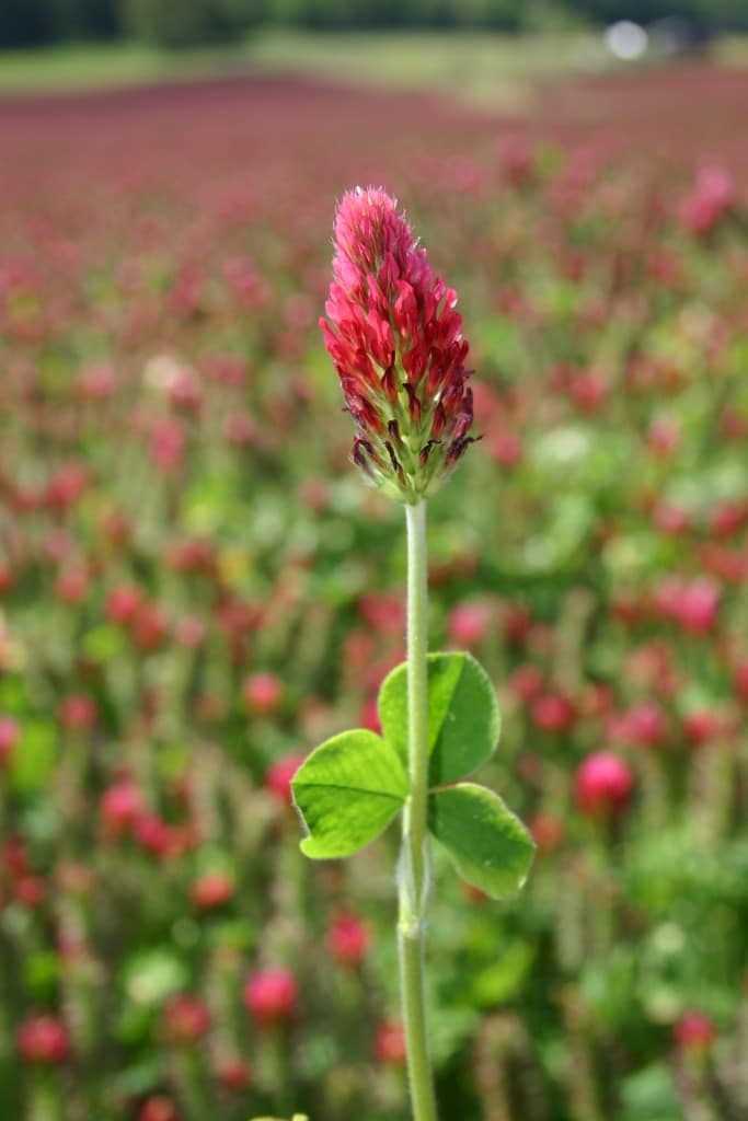 clover blossom field