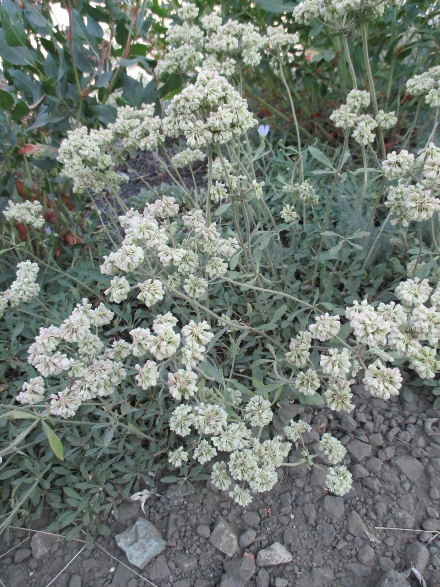Oregon buckwheat plant