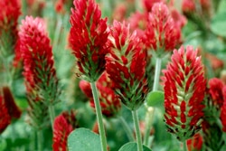 Oregon Clover Honey - Image 8