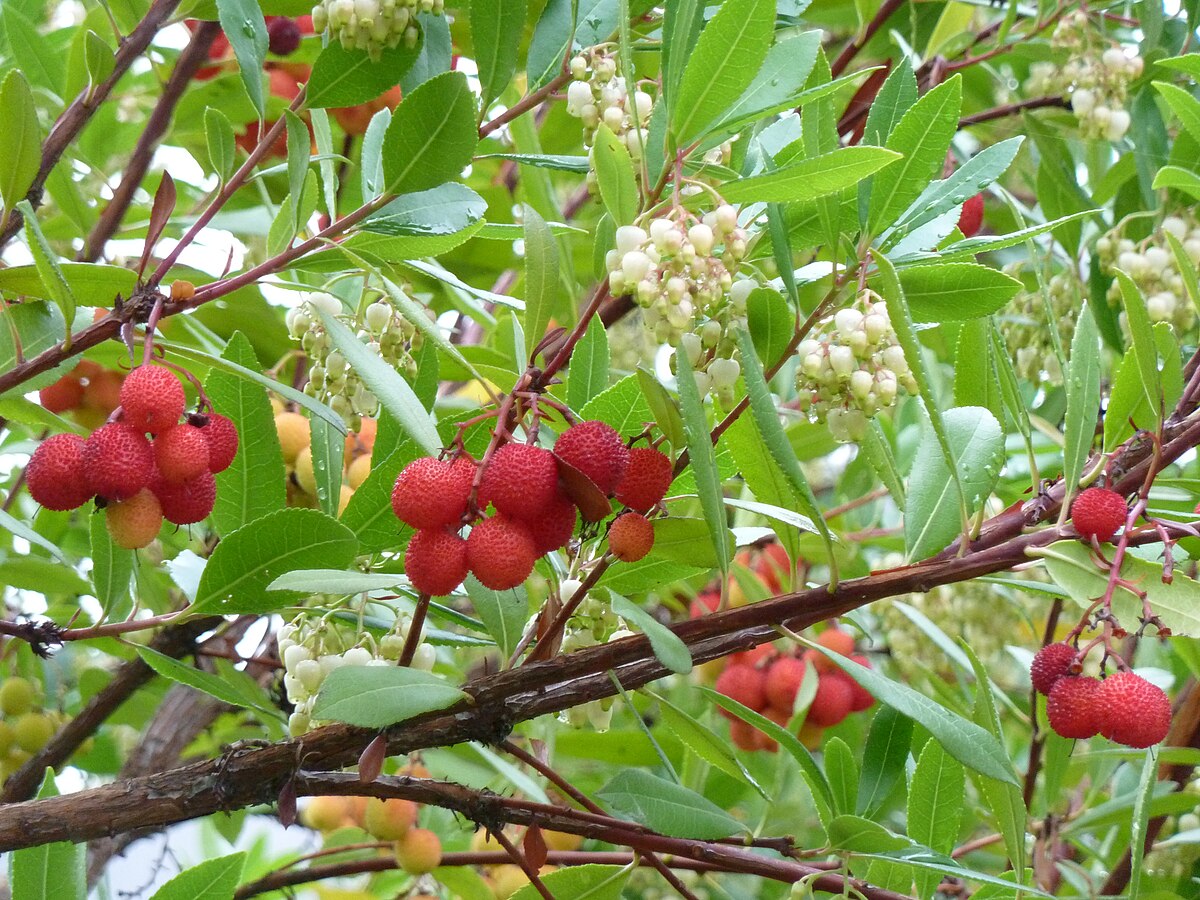 Strawberry Tree Blossom