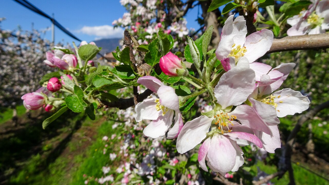 Apple Tree Honey - Image 3