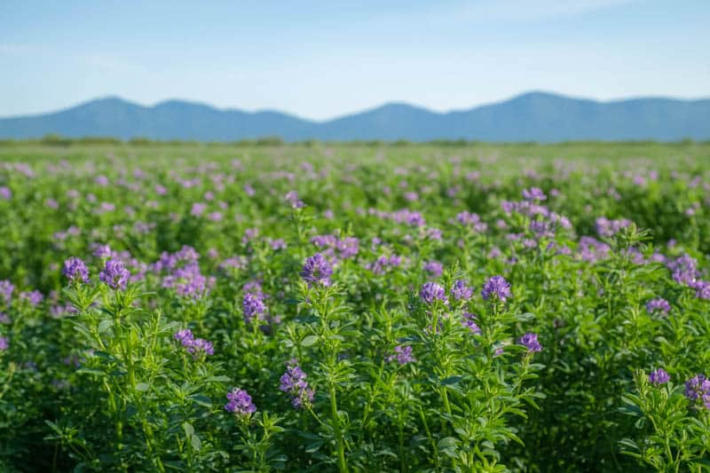 Italian Alfalfa Honey - Image 3