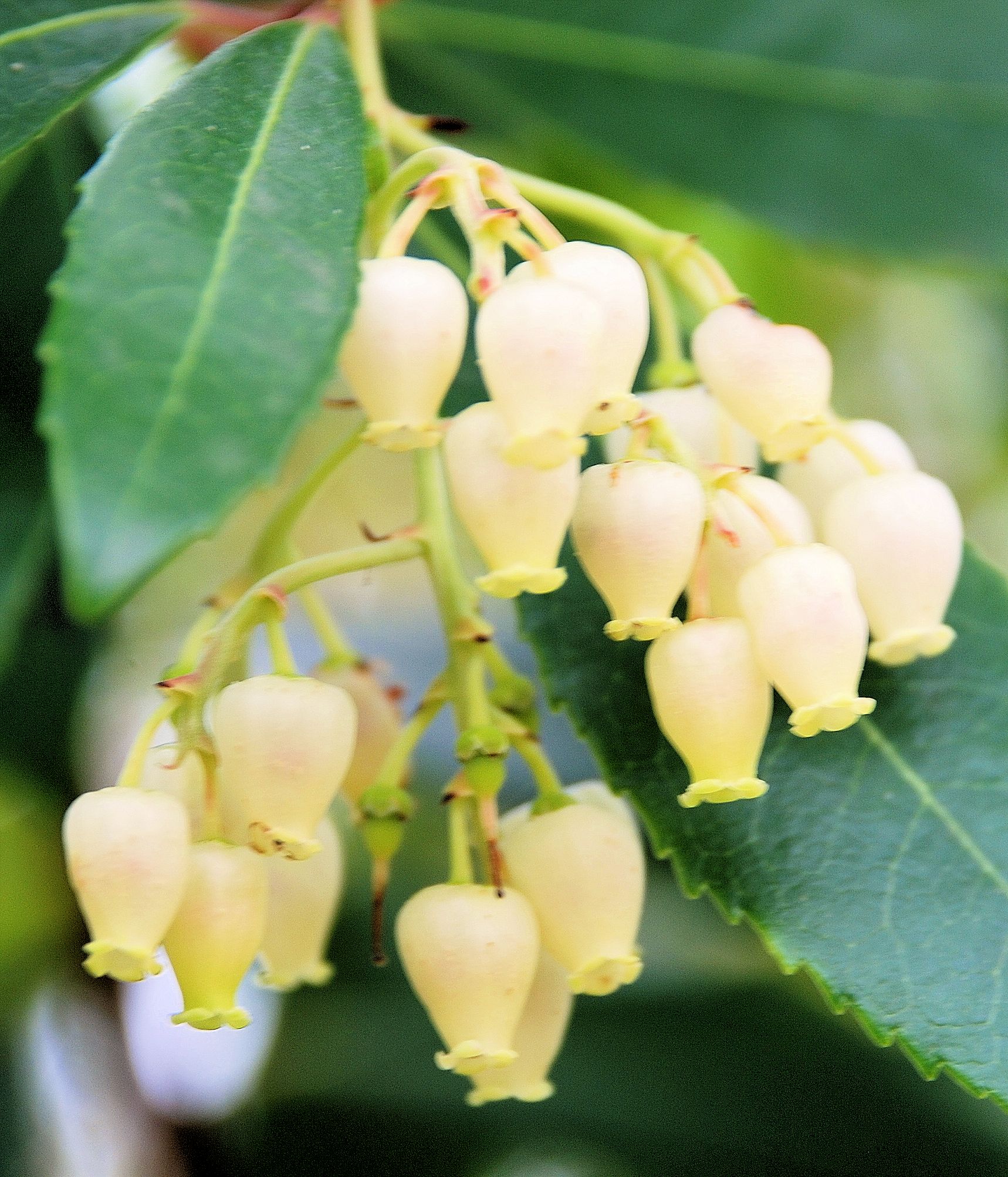 Strawberry Tree Blossoms