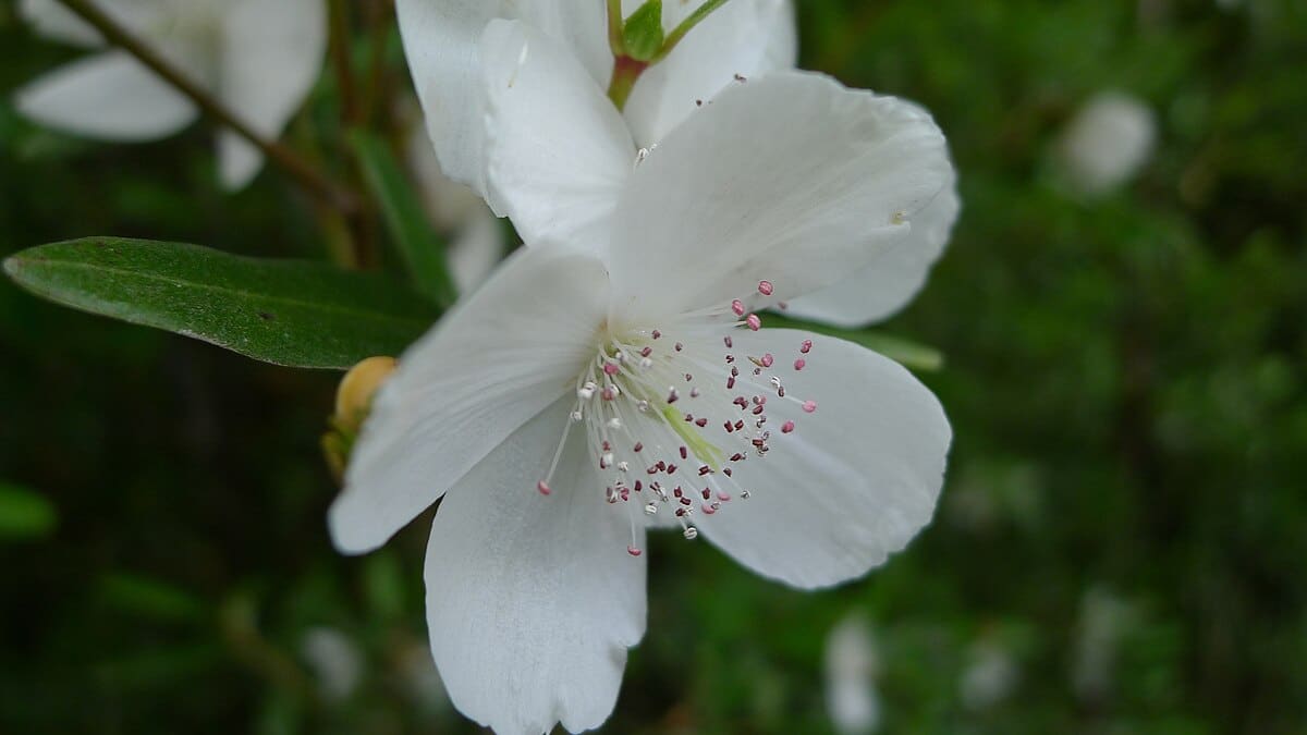 Close up of leatherwood flower blossom