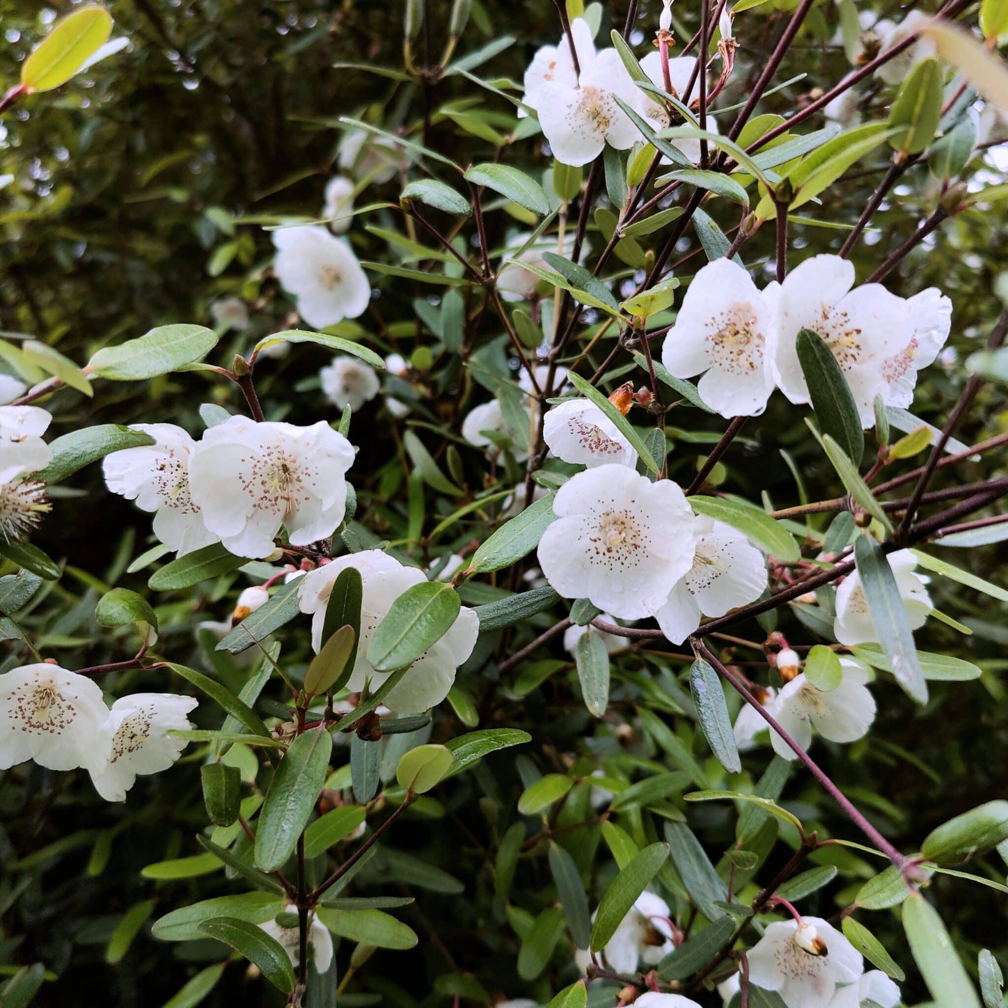 Tasmanian Leatherwood Tree