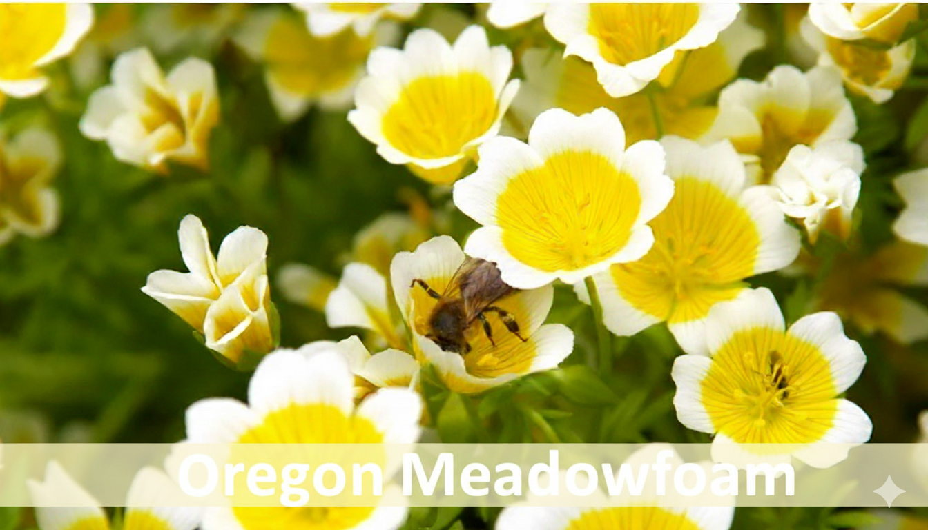 photo of the meadowfoam flower in Willamette valley