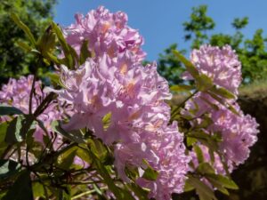 Rhododendron ponticum flower, a key nectar source for Turkish mad honey