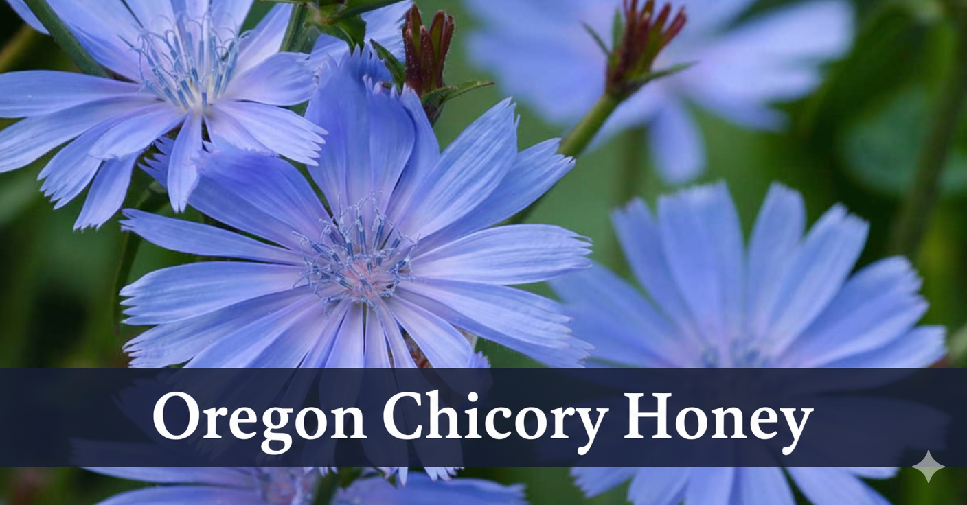 close up photo of chicory blossoms