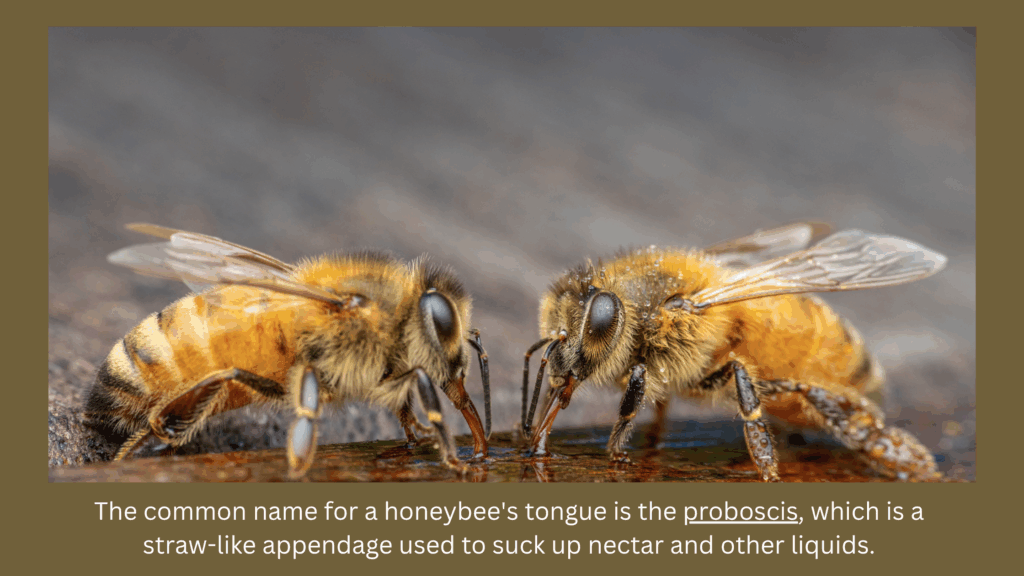 Honeybees using their tongue to suck up nectar and other fluids