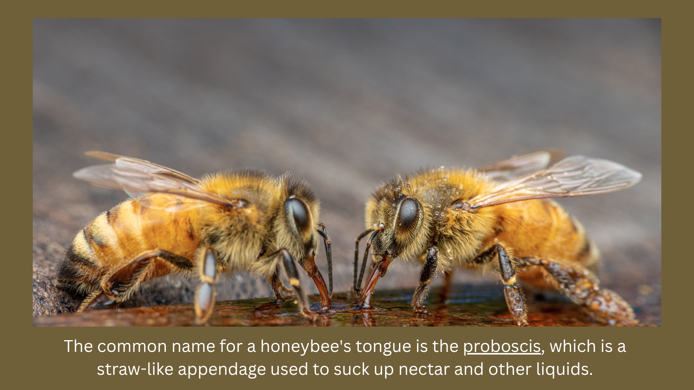 Honeybees using their tongue to suck up nectar and other fluids