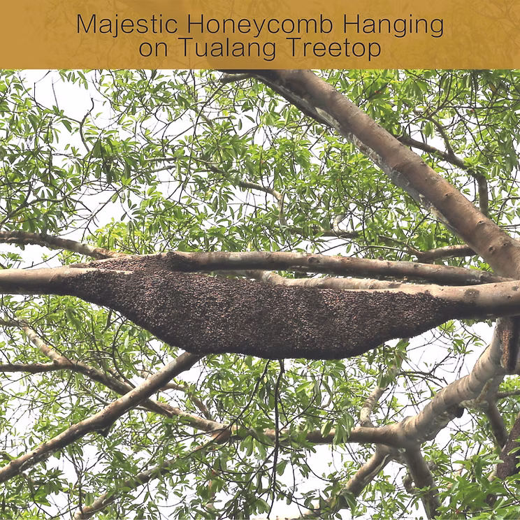 Honeycomb hanging on a Tualang tree