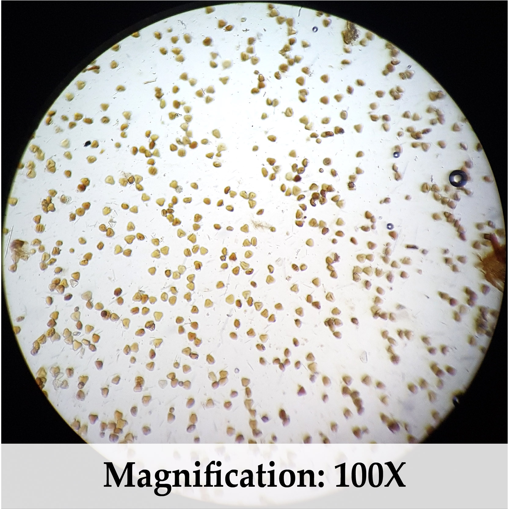 Microscopic view of pollen grains in raw Tualang Black Honey from Sumatra at 100X magnification