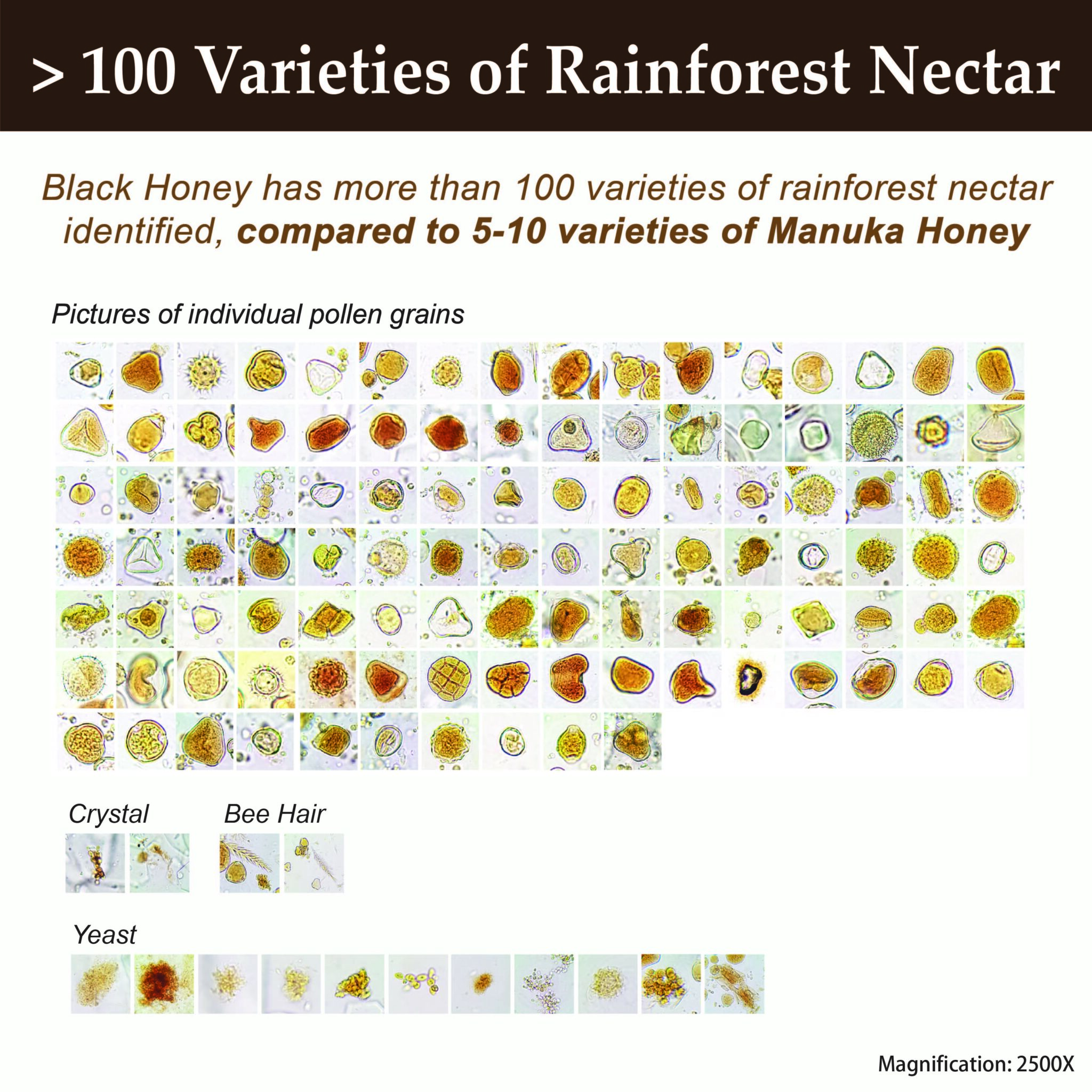 Microscopic images showing diverse pollen varieties found in raw Tualang Black Honey from tropical rainforest