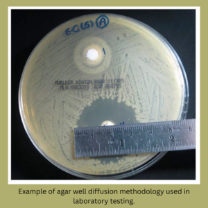 Example of agar well diffusion methodology used in laboratory testing.