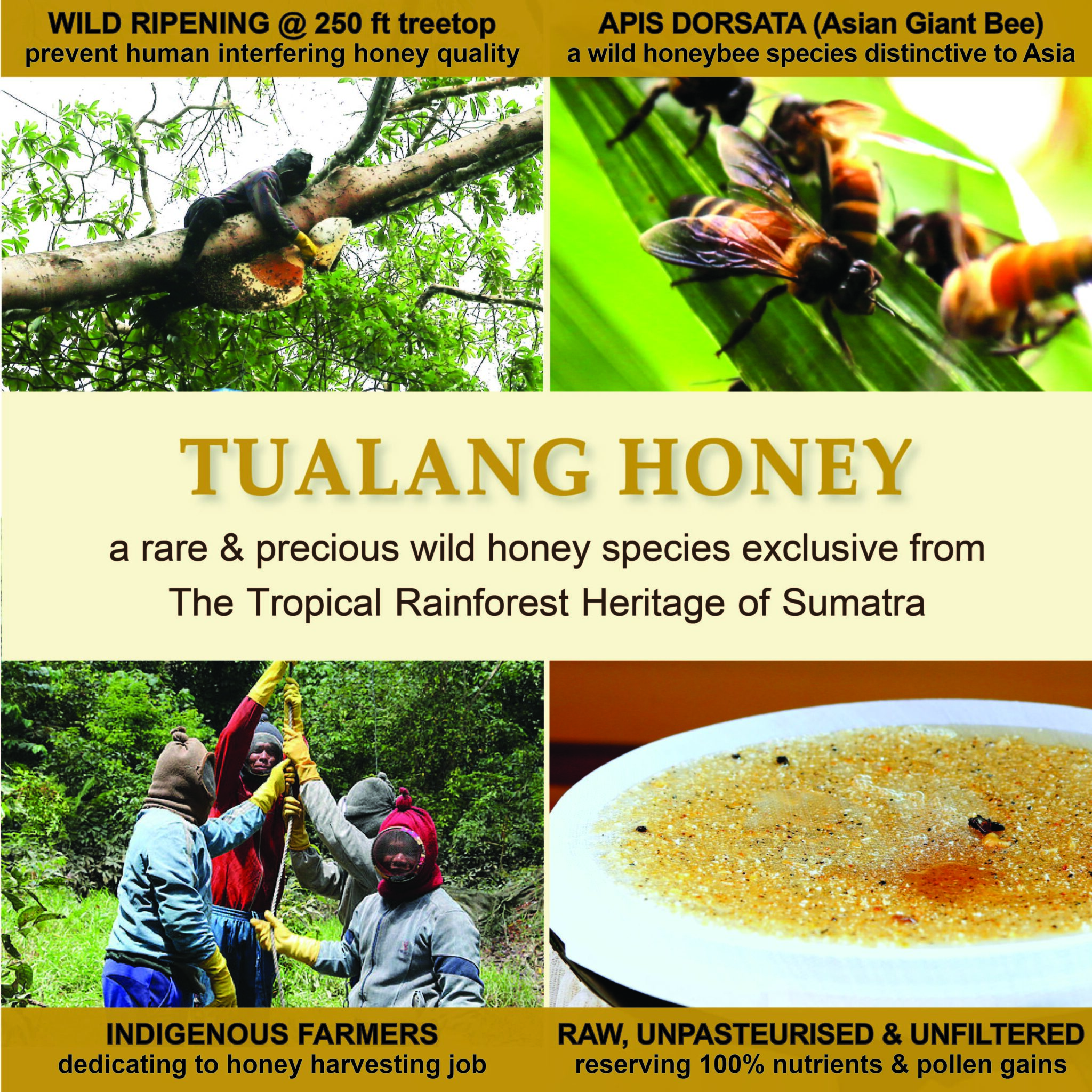 Traditional Tualang honey harvesting in Sumatra rainforest with Apis dorsata bees and raw unpasteurised honey presentation graphic.