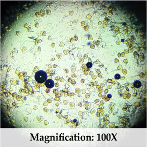 Microscope view at 100X magnification showing pollen grains naturally present in raw Red Tualang Honey from Sumatra.