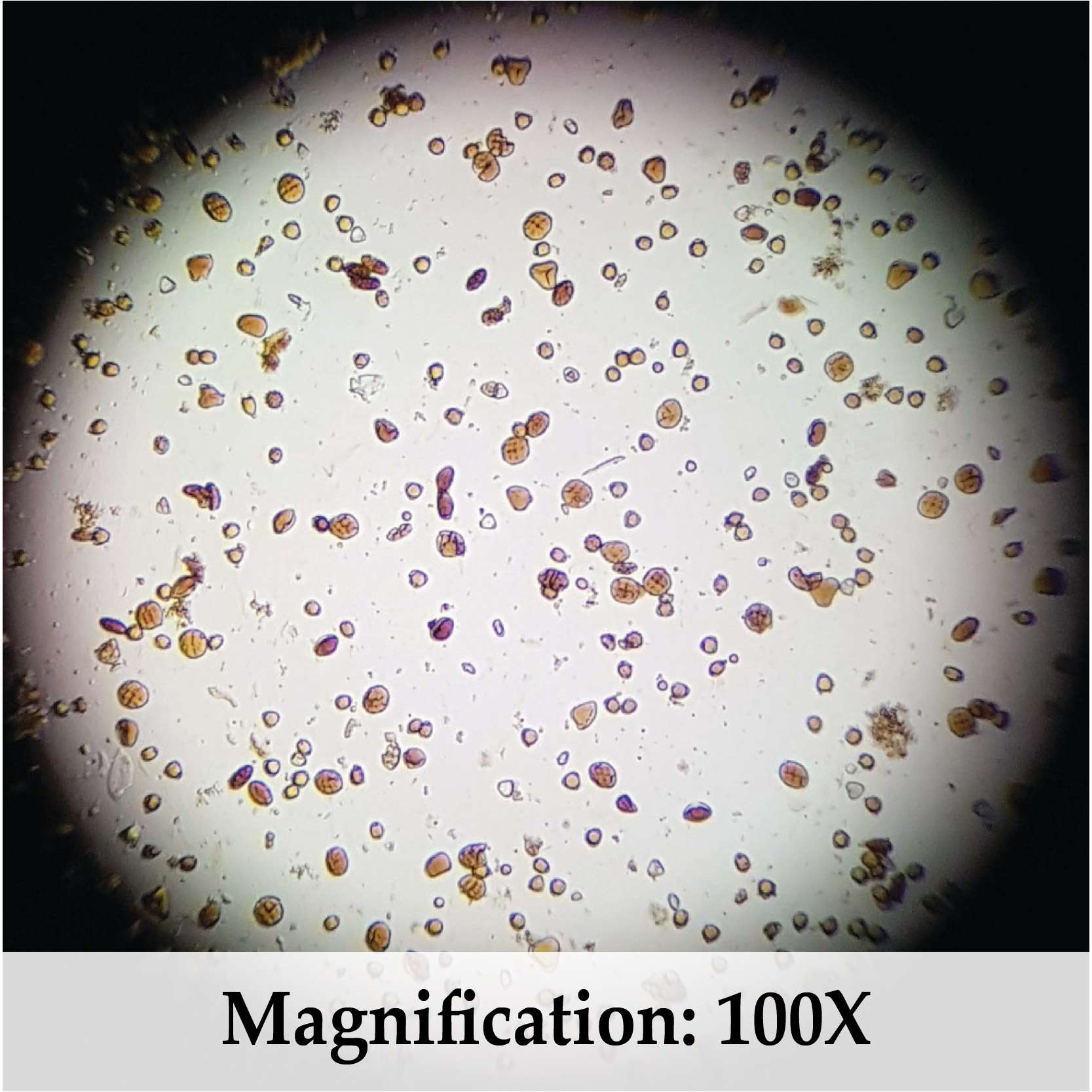 Microscope view of Tualang Yellow Honey pollen grains at 100X magnification showing natural pollen diversity