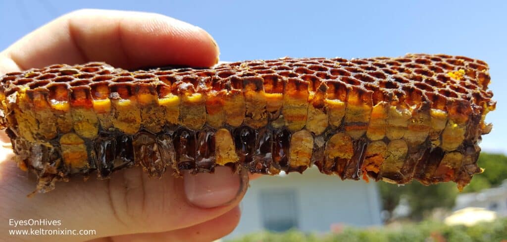 Real honeycomb cross section showing layers of honey, pollen, and fermented bee bread inside the hive