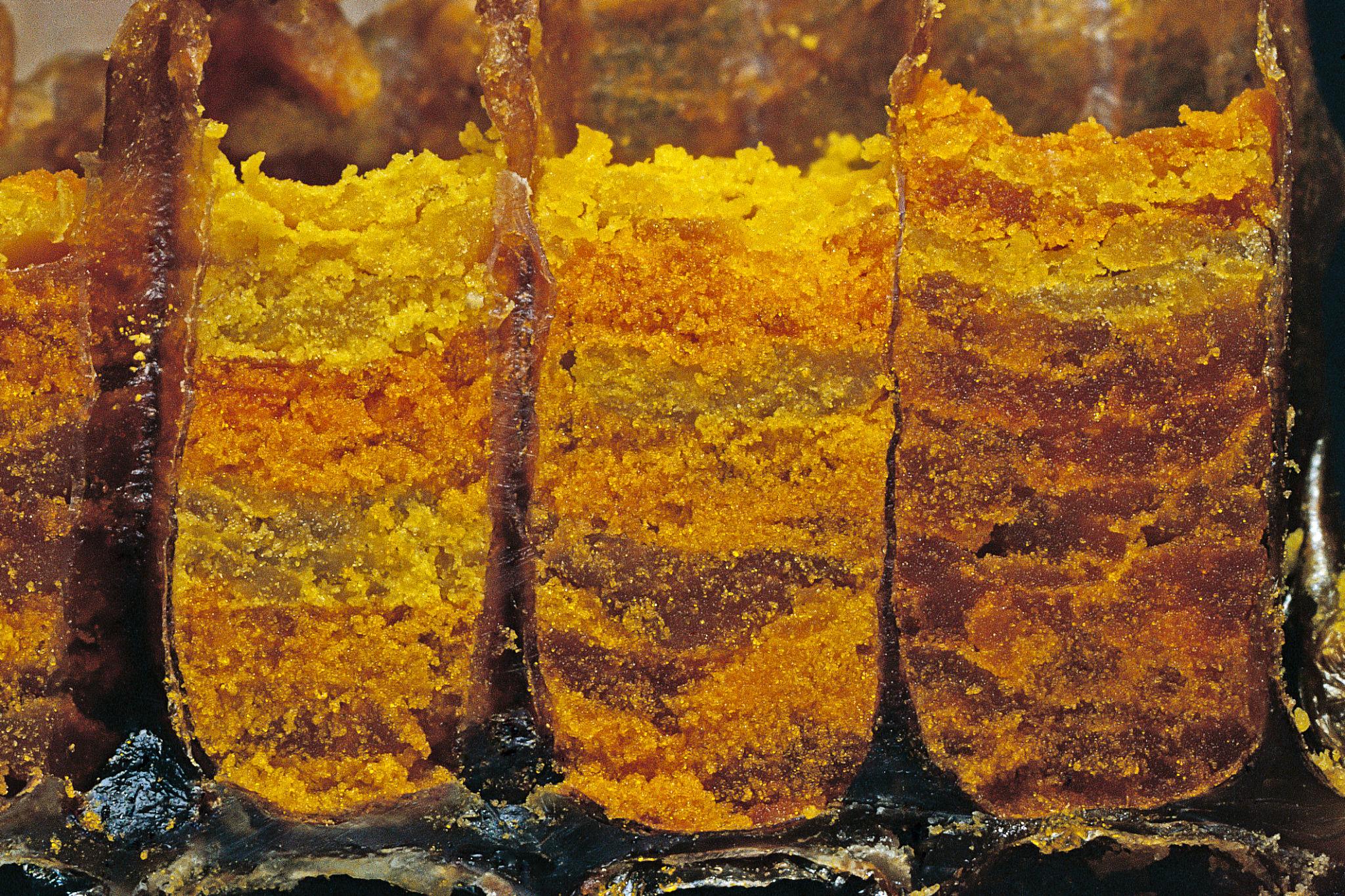 Macro view of honeycomb cells filled with layered bee bread and pollen showing natural fermentation inside the hive
