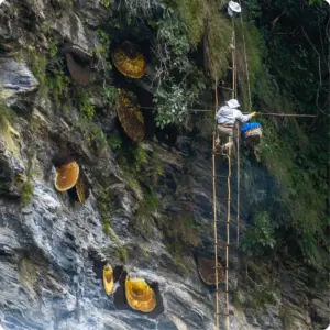 Traditional honey hunter harvesting Himalayan mad honey from wild Apis laboriosa cliff honeycombs in Nepal