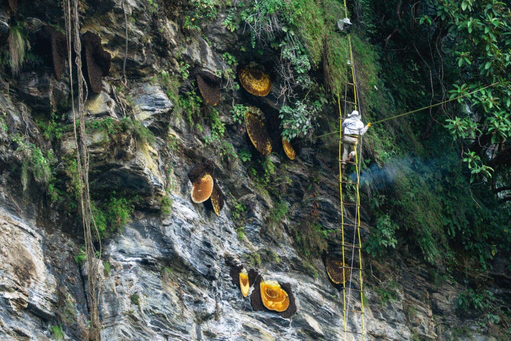 Traditional Himalayan Cliff Honey harvest in Lamjung Nepal with honey hunters collecting wild Apis laboriosa honey from high mountain cliffs