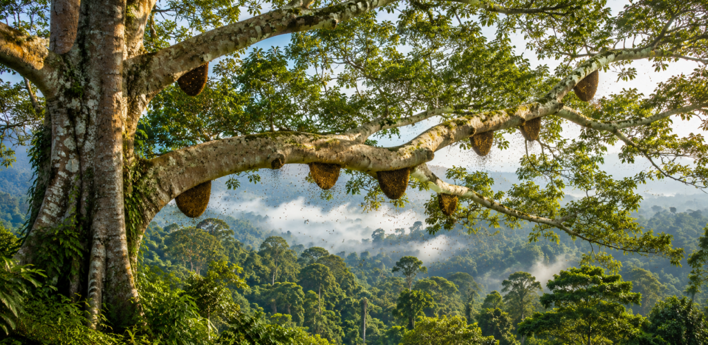 Illustration of a towering Tualang tree (Koompassia excelsa) with multiple wild Apis dorsata honeycombs hanging from large horizontal branches above the rainforest canopy in Sumatra, Indonesia.