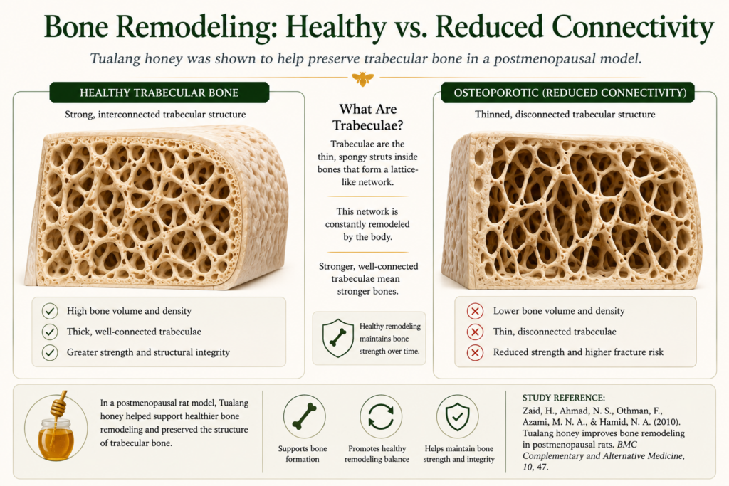 Educational illustration comparing healthy and reduced trabecular bone structure, showing how Tualang honey supported bone remodeling in a postmenopausal research model.