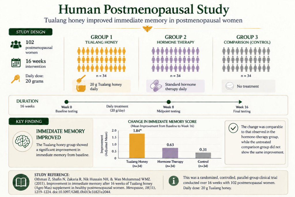Infographic summarizing a 16-week human study of Tualang honey and immediate memory in 102 postmenopausal women