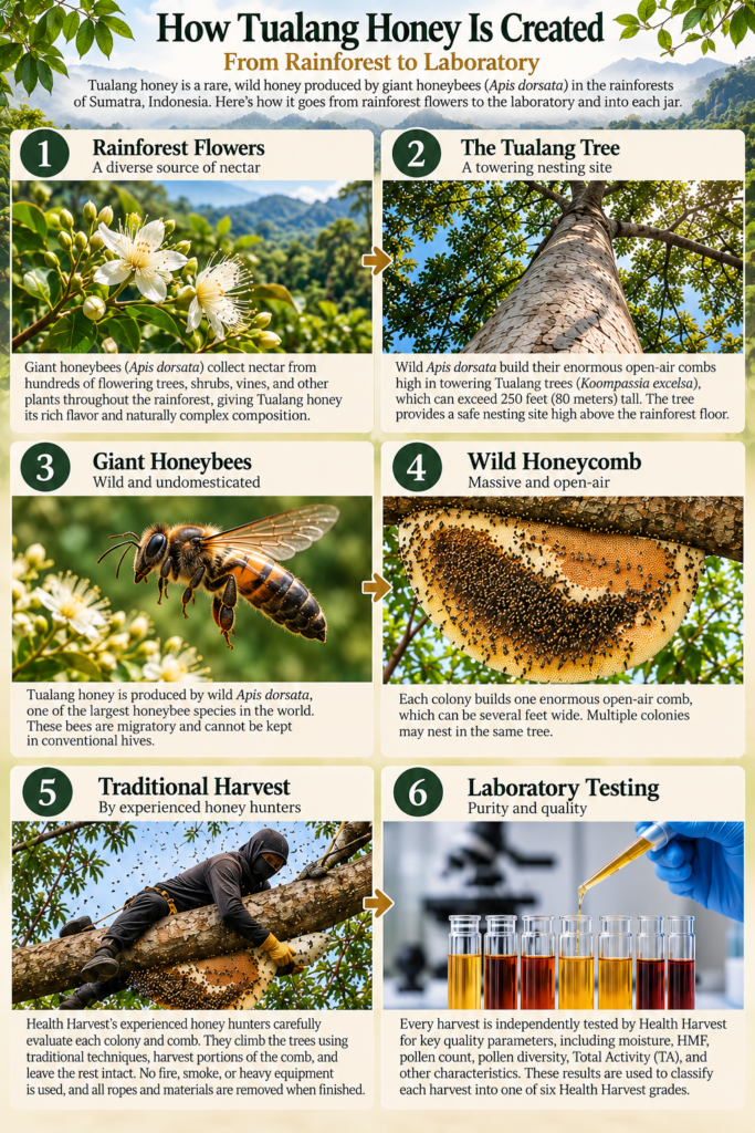 How Tualang honey is created from rainforest nectar to laboratory testing in Sumatra